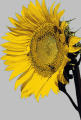 Sunflower - Leo